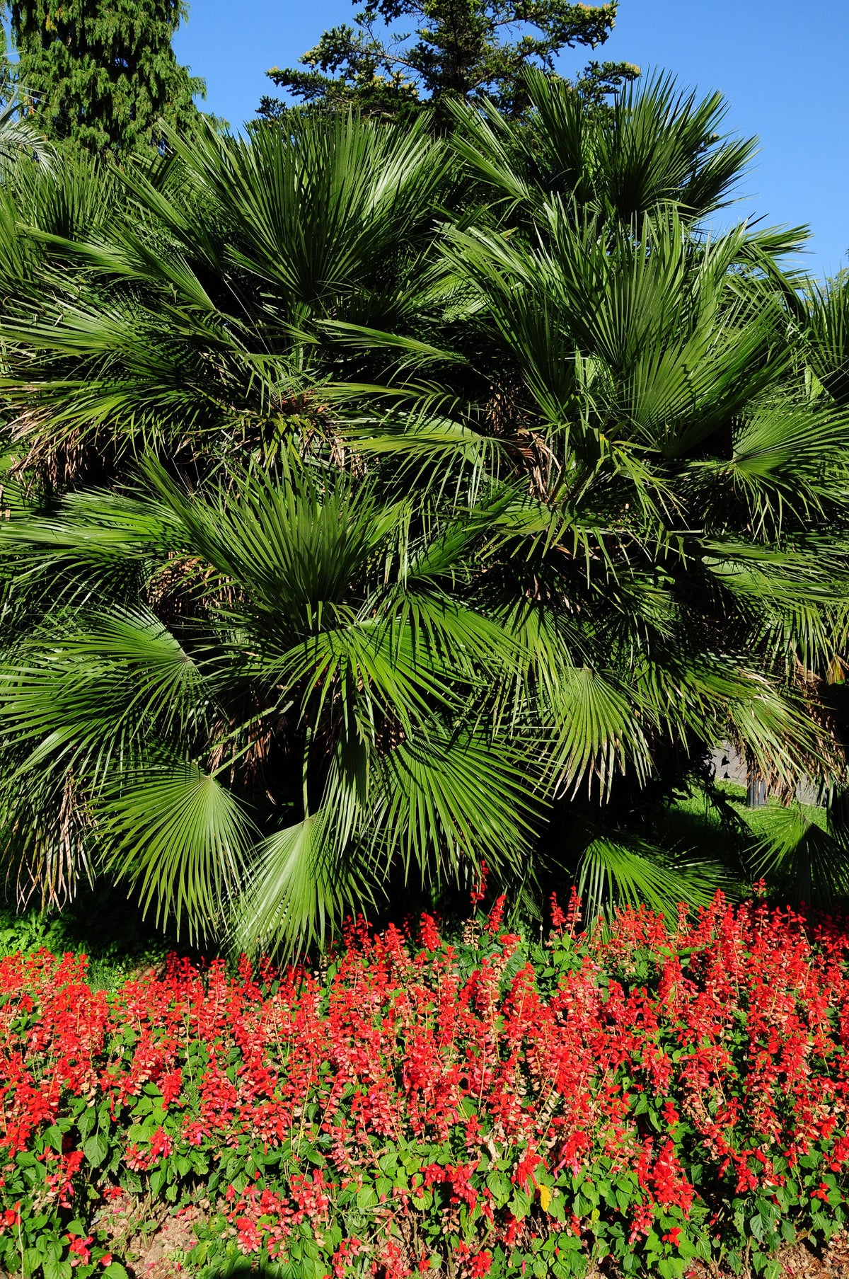 Hardy Sabal Palm Tree Seeds – Cabbage Palmetto Flower – photo 6