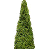 25 THUJA TREE Cedar Thuja Occidentalis Conifer Seeds