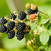 25 TRAILING BLACKBERRY Pacific Rubus Ursinus Vining Shrub Fruit Berry Seeds