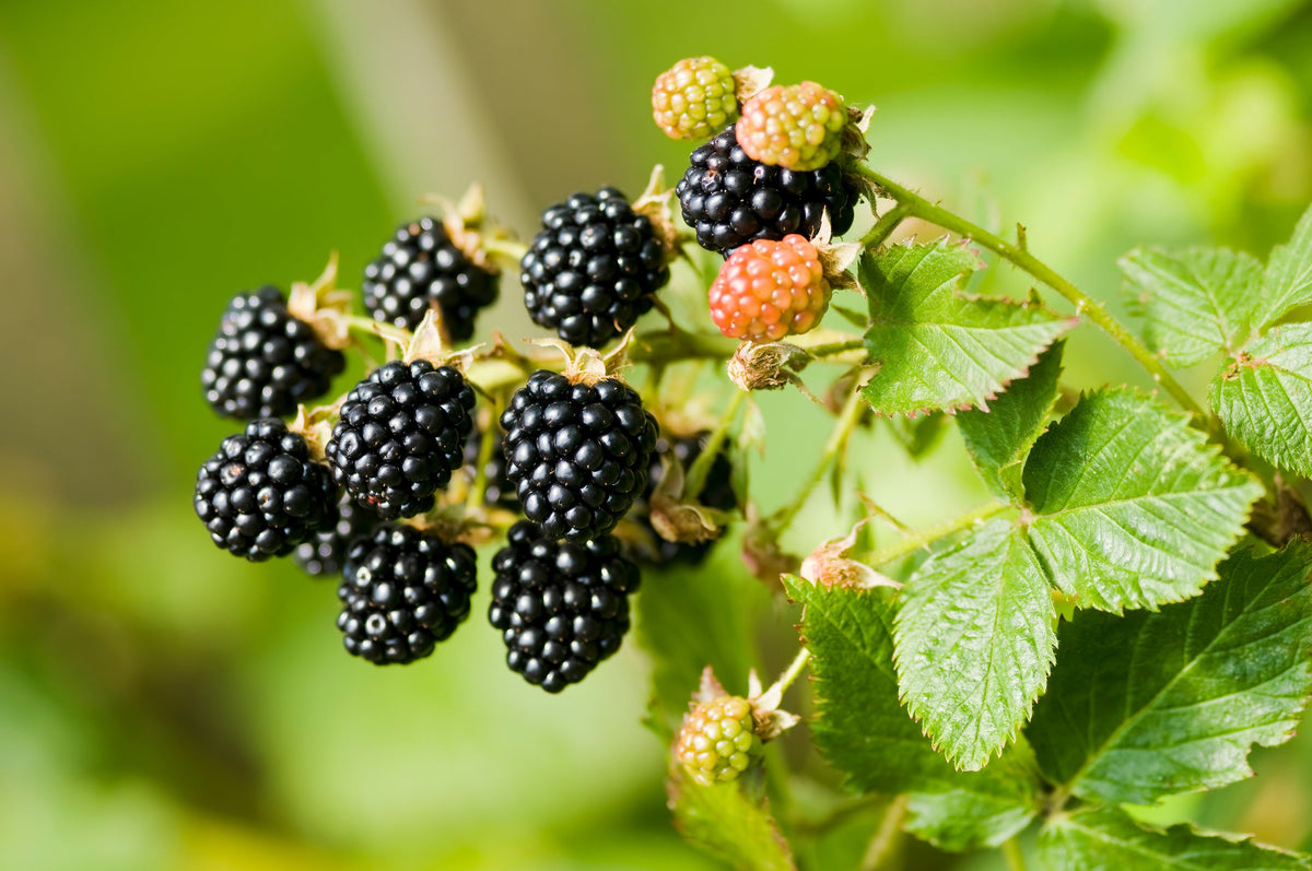 Trailing Blackberry Seeds – Pacific Rubus Ursinus Vining Shrub Fruit Berry