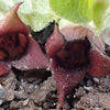 25 WILD GINGER Asarum Canadense Canadian Heart Snakeroot Flower Herb Seeds