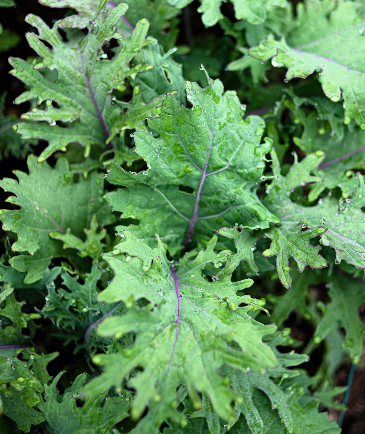 Red Russian Kale Seeds – Brassica Oleracea Vegetable