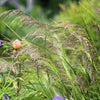 200 TUFTED HAIRGRASS Tussock Grass Deschampsia Cespitosa Moist Ornamental Native Seeds