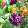 Lilac Pompom Peony Poppy Papaver Laciniatum Purple Pompon Flower Seeds – photo 3