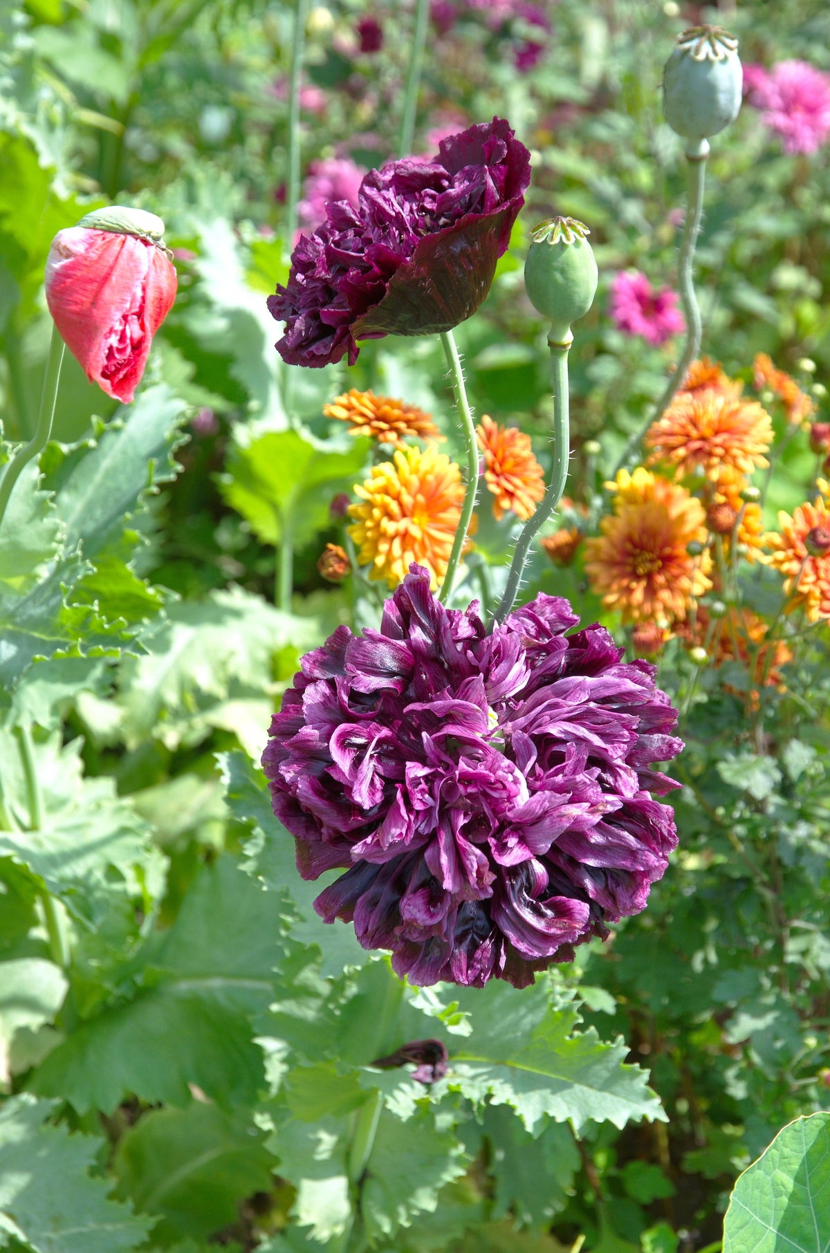 Lilac Pompom Peony Poppy Papaver Laciniatum Purple Pompon Flower Seeds – photo 3