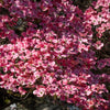 5 PINK FLOWERING DOGWOOD Tree Cornus Florida Rubra Native Ornamental Tree Seeds
