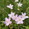 20 VIRGINIA SPRING BEAUTY Claytonia Virginica Eastern Fairy Pink Striped Native Grass Shade Flower Herb Seeds