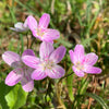 20 VIRGINIA SPRING BEAUTY Claytonia Virginica Eastern Fairy Pink Striped Native Grass Shade Flower Herb Seeds