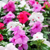 100 DWARF Little MIX PERIWINKLE / Vinca Rosea Flower Seeds