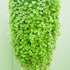1000 DICHONDRA Repens aka Lawn Leaf Flower Evergreen Ground Cover Seeds