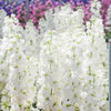 50 MIXED COLORS STOCK Matthiola Incana Ten-Week Gillyflower Blue White Pink Red Purple Seeds