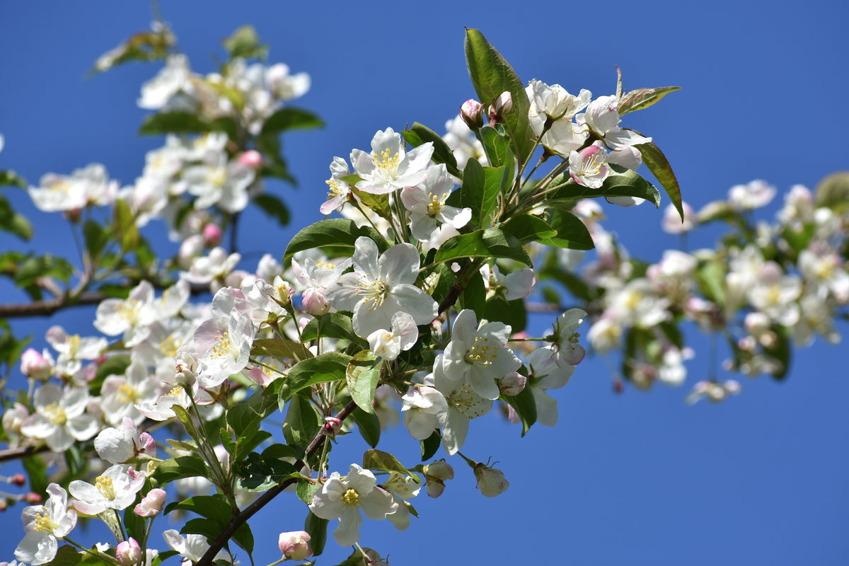 Hummingbird Strub 30 Sargent CRAB APPLE Shrub Hummingbird Flower White Red Malus Sargent ...