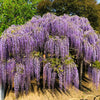 5 JAPANESE WISTERIA Floribunda Flower Purple Ornamental Vine Climber Seeds