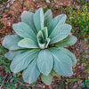 150 YELLOW VERBASCUM Thapsus Common Mullein Flower Herb Seeds