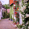 5 RED CLIMBING ROSE Rosa Bush Vine Climber Fragrant Butterfly Flower Seeds