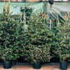 Grow Your Own CHRISTMAS TREE - Fraser Fir ( Abies Fraseri ) Gift Packet of Tree Seeds