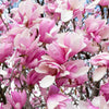 5 SAUCER MAGNOLIA x Soulangeana Denudata & Liliiflora 5 - 10" Pink & White Flower Tulip Tree Seeds