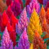 150 Mixed PAMPAS PLUMES COCKSCOMB Celosia Plumosa Flower Seeds
