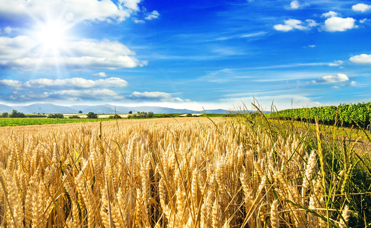 Common Barley Seeds – Hordeum Vulgare Grain Grass Cover Crop Beer