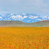 300 SAFFLOWER Saffron Carthamus Tinctorius Yellow Orange Flower Seeds
