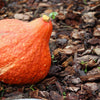 30 GOLDEN HUBBARD SQUASH Genesee Red Buttercup Cucurbita Pepo Vegetable Seeds
