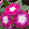 100 Pink DWARF ROSE PERIWINKLE / Vinca Rosea Flower Seeds