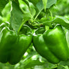 200 BIG GREEN Bell PEPPER Sweet Capsicum Annuum Vegetable Seeds