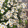 50 WHITE KNIGHT NEMESIA Strumosa Flower Seeds