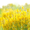 3000 YELLOW SWEET CLOVER Melilotus Officinalis Flower Seeds