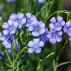 100 BLUE FLAX (Prairie Flax / Lewis Blue Flax) Linum Perenne Lewisii Flower Seeds