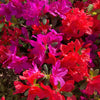 25 MIXED COLORS AZALEA Rhododendron spp. Red, Pink, Purple, White Flower Shade Bush Shrub Seeds