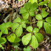 25 AMERICAN GINSENG Panax Quinquefolius Shade Herb Seeds