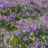 100 HAIRY CROWN VETCH (Russian Vetch) Vicia Villosa Flower Vine Seeds