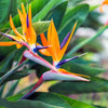 5 TROPICAL BIRD OF PARADISE Strelitzia Reginae Crane Flower Houseplant Seeds