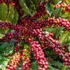 Arabica Coffee Seeds – Tree Shrub Seeds – Grow your own coffee