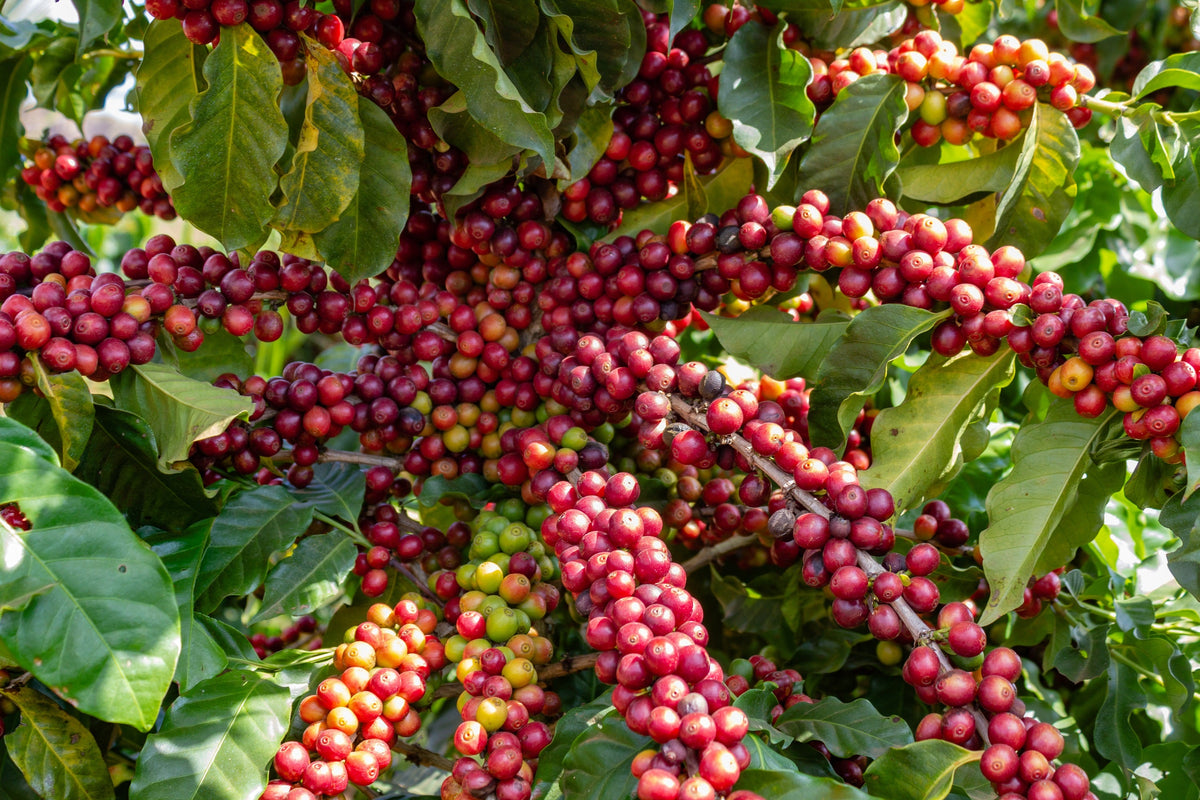 Arabica Coffee Seeds – Tree Shrub Seeds – Grow your own coffee