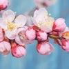 5 MANCHURIAN APRICOT Fruit Tree Flowering Prunus Mandshurica Seeds