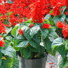 50 RED SALVIA Splendens St. John's Fire Scarlet Sage Flower Seeds