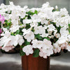 50 DWARF WHITE IMPATIENS Walleriana Part Sun or Full Shade Flower Seeds