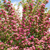 English Hawthorn Tree Seeds – Edible Fruit Flower Mayflower Crataegus Laevigata