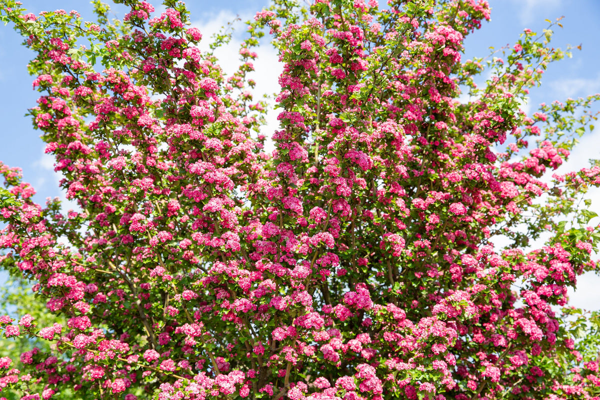 English Hawthorn Tree Seeds – Edible Fruit Flower Mayflower Crataegus Laevigata