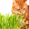 500 Organic CAT GRASS WHEAT Grass Pet Grass Wheatgrass Catgrass Triticum Aestivum Seeds