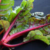 300 RHUBARB RED SWISS CHARD Perpetual Spinach Beta Vulgaris Vegetable Seeds