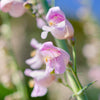 300 PALMERS PENSTEMON (Beardtongue / Balloon Flower) Penstemon Palmeri Flower Seeds