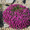 Spring Charm Rockcress Seeds – Rose Rock Cress Arabis Arendsii Flower Mix – photo 2