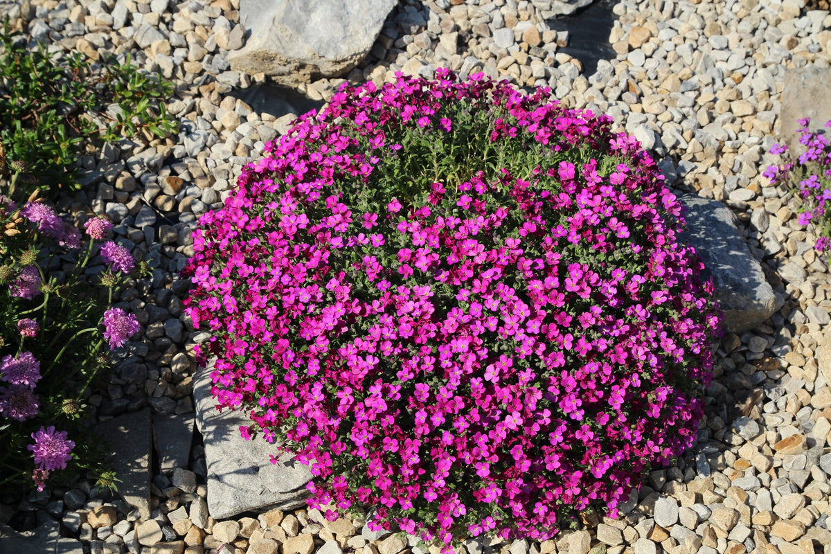 Spring Charm Rockcress Seeds – Rose Rock Cress Arabis Arendsii Flower Mix – photo 2