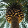 10 CANARY ISLAND Date PALM Phoenix Canariensis Tree Seeds
