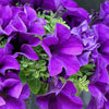 100 PURPLE PETUNIA Hybrida Pollinator Garden Container Flower Seeds