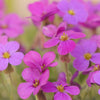 400 RAINBOW ROCKCRESS Rock Cress Large Flowered Aubrieta Cultorum Flower Seeds