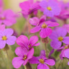 Spring Charm Rockcress Seeds – Rose Rock Cress Arabis Arendsii Flower Mix – photo 6